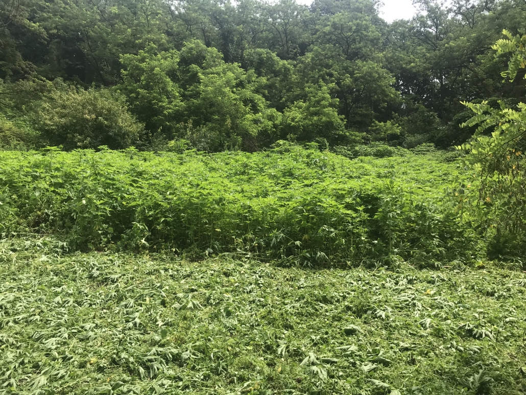 예초 작업이란? : 단풍잎돼지풀 예초